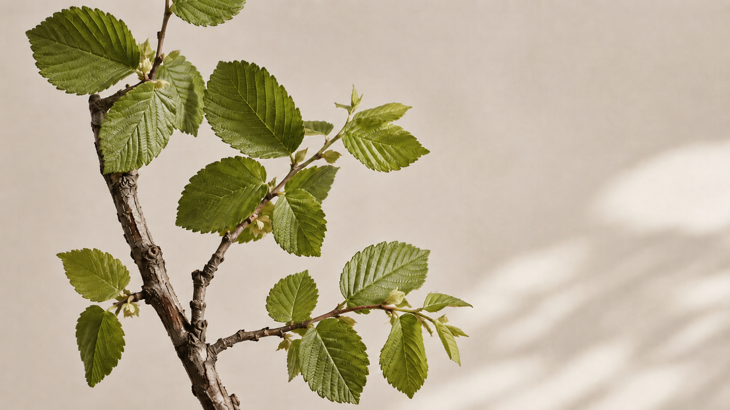 Ingredient spotlight: Why slippery elm is slipping into gut health conversations